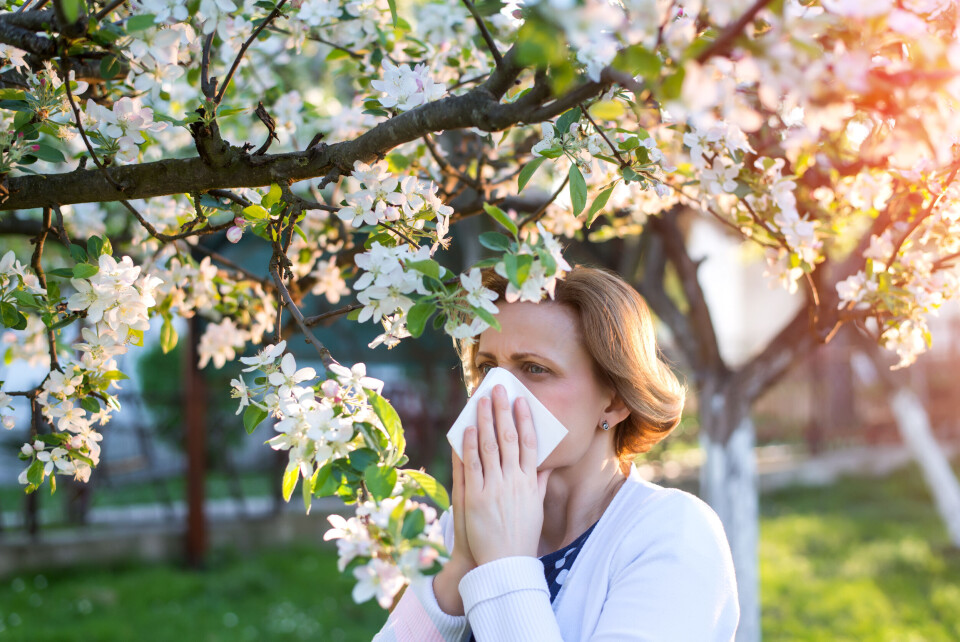 Økning for allergimidler på resept