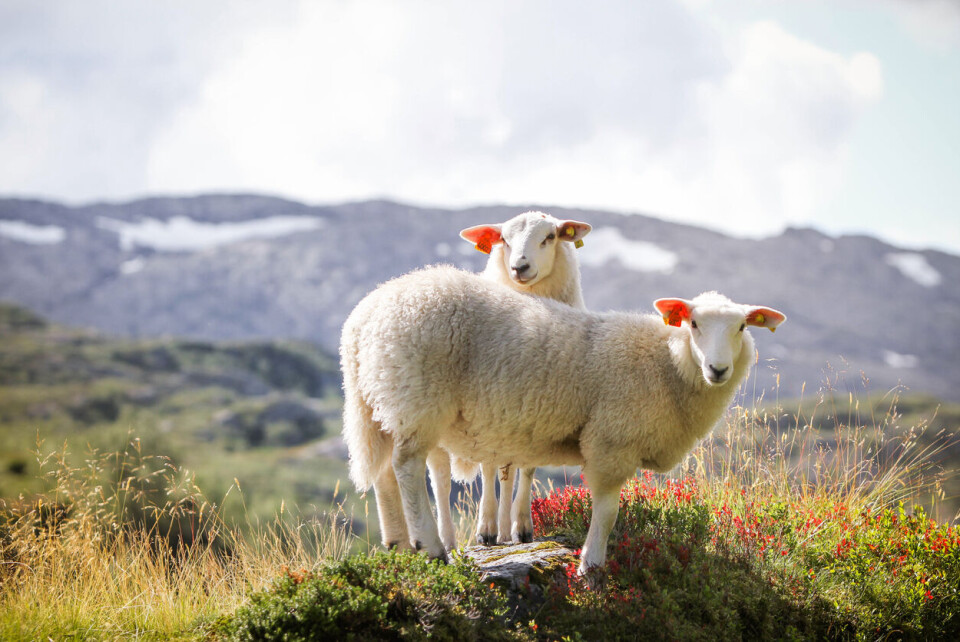 Illustrasjonsfoto: iStock / Getty Images