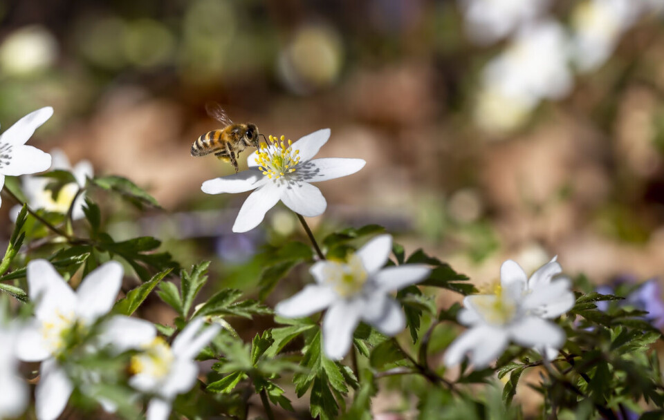 Illustrasjonsfoto: iStock / Getty Images